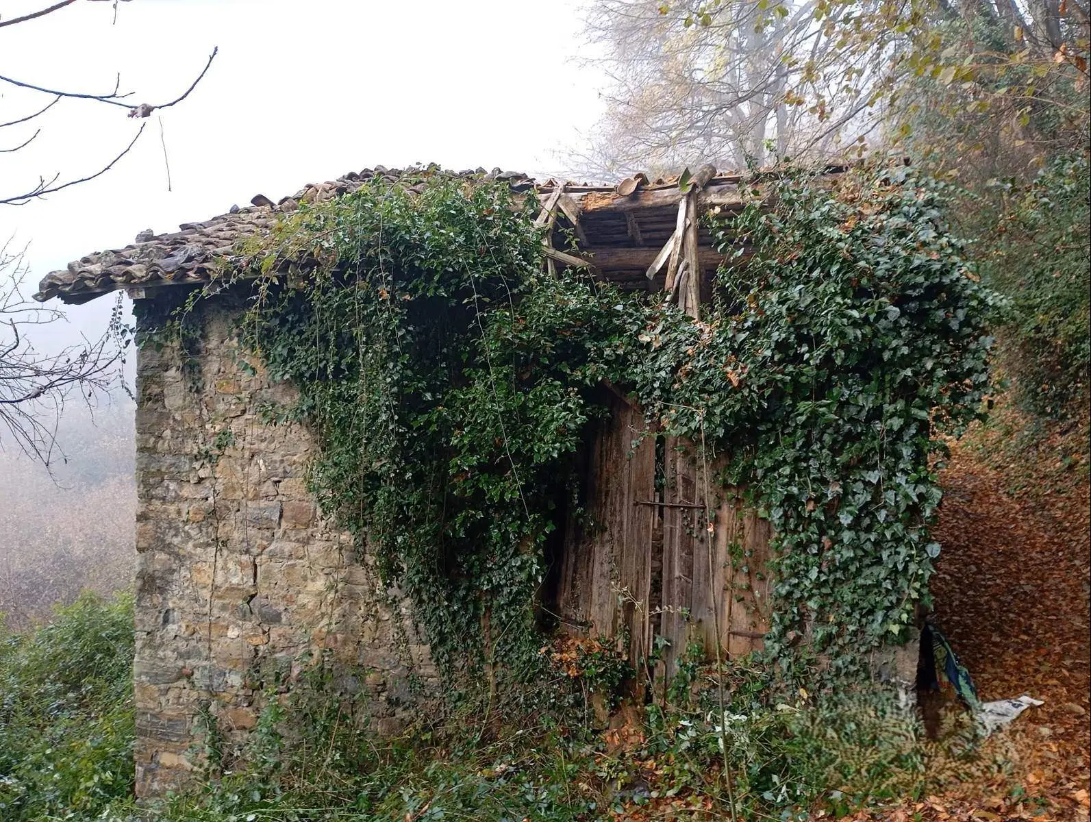 Rustico con Bosco
