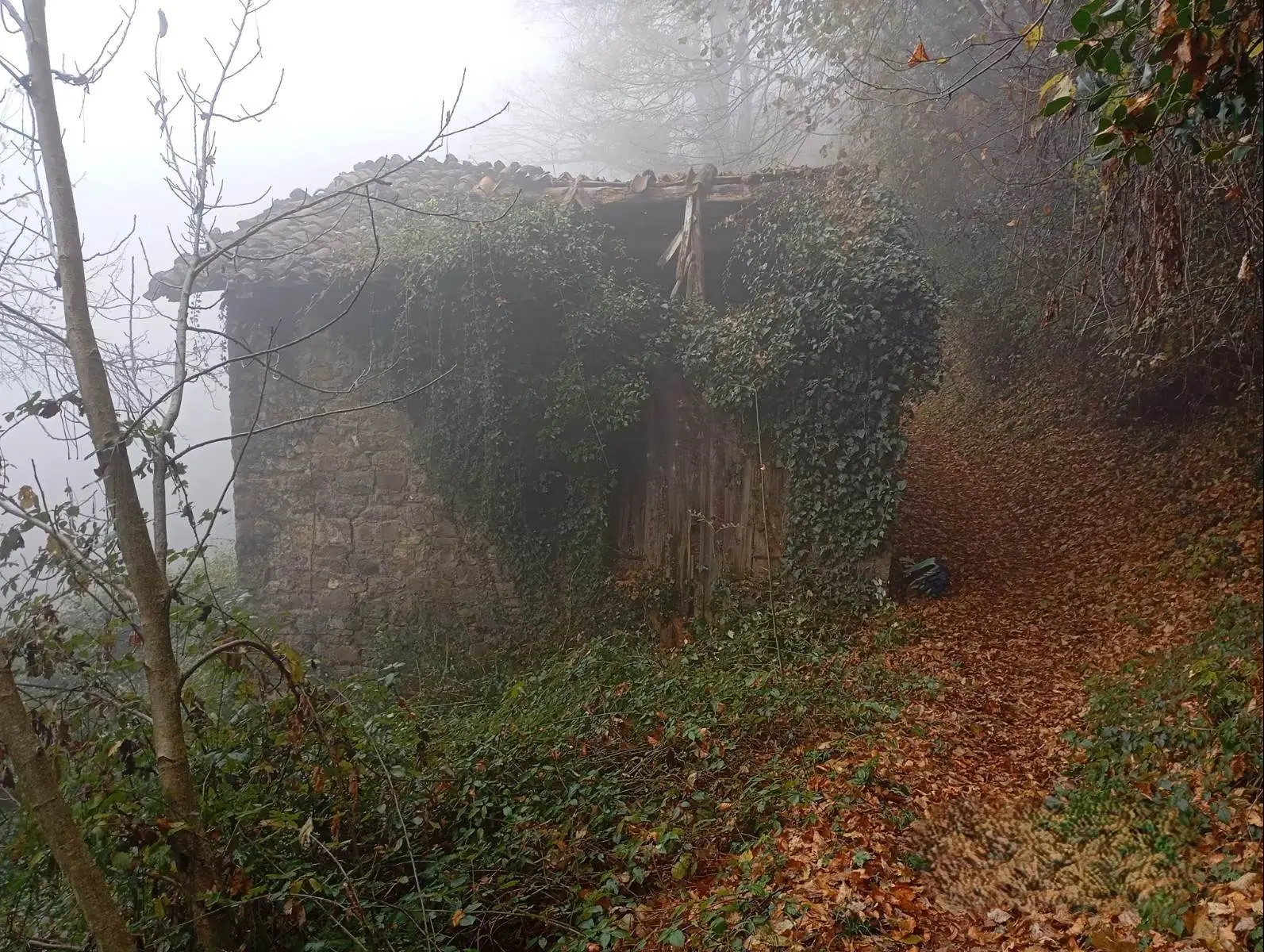Rustico con Bosco