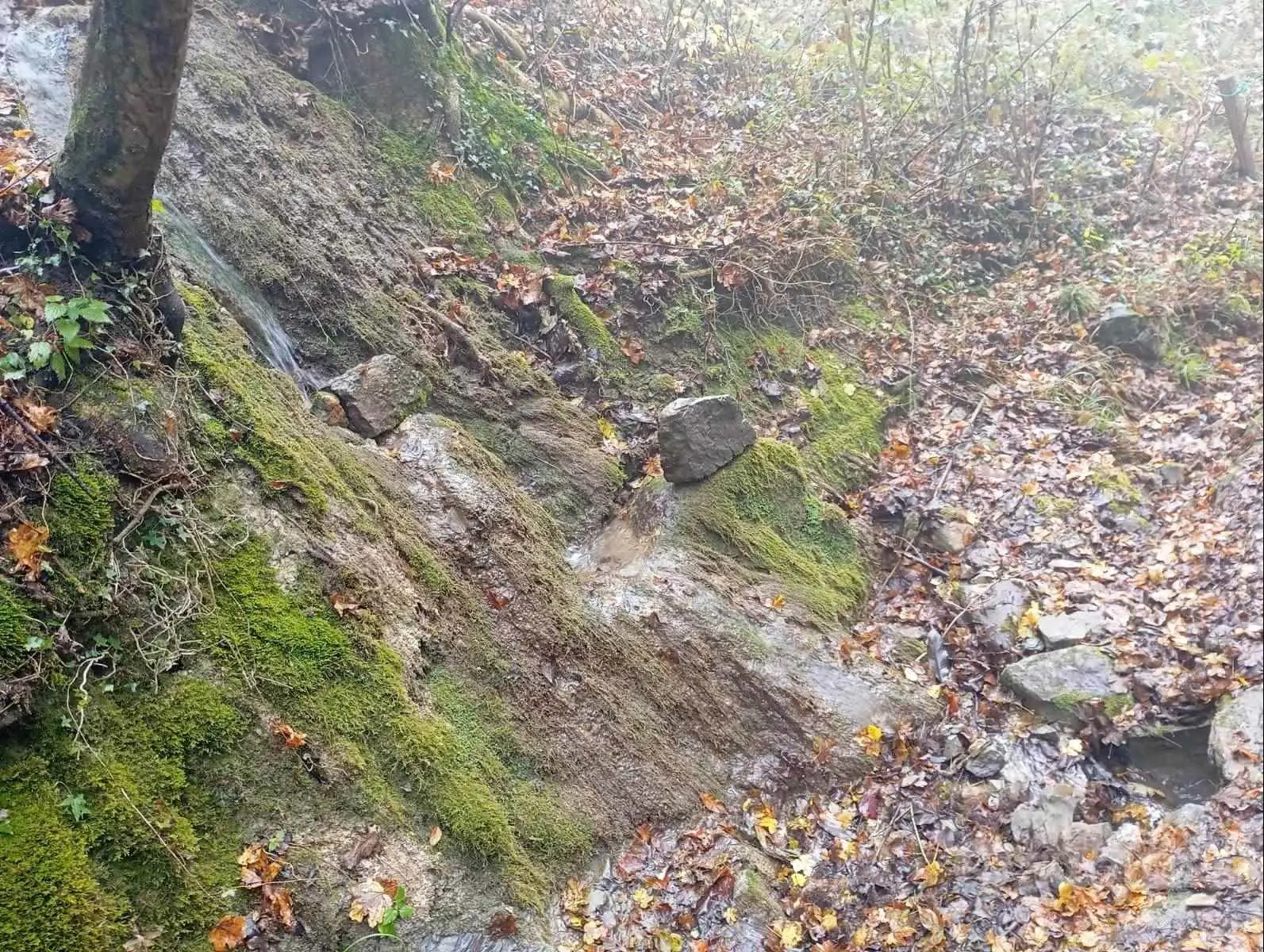 Rustico con Bosco